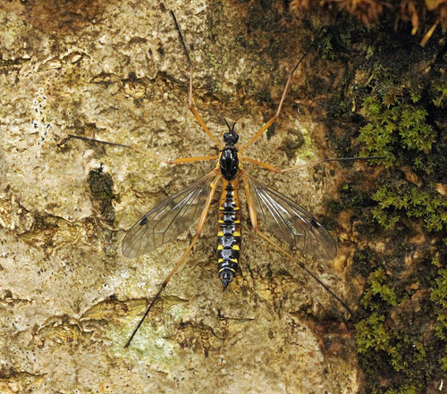 orange-sided comb-horn, photo 6 of 7