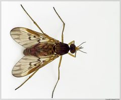 Sylvicola neozelandicus