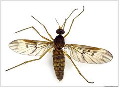 Sylvicola neozelandicus