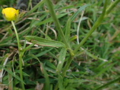 Ranunculus acris