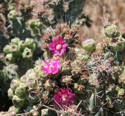 iNaturalist observation photo of Coast Cholla