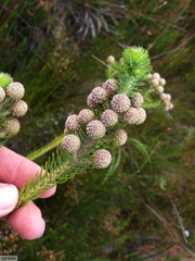 Berzelia rubra