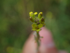Sisymbrium officinale