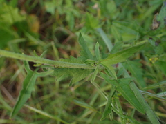 Sisymbrium officinale