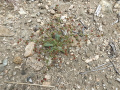 Centrostegia thurberi