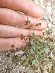 Centrostegia thurberi