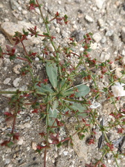 Centrostegia thurberi