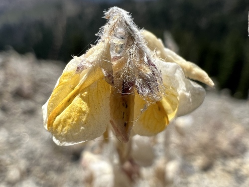 Image of Lupinus citrinus by (c) Ryan Donnelly, some rights reserved (CC BY)