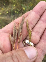 Brachypodium distachyon