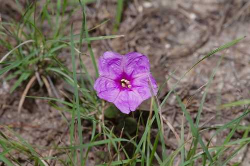 Obliqueleaf trumpets (Acleisanthes anisophylla)