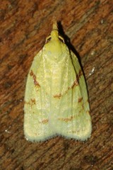 Cenopis pettitana
