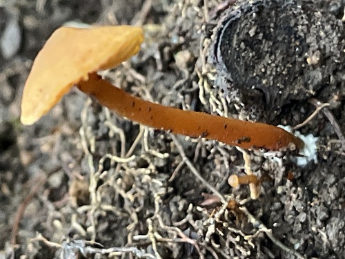 Mycena strobilinoidea