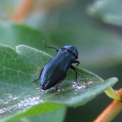 Agrilus cyanescens