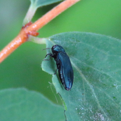 Agrilus cyanescens