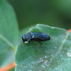 Agrilus cyanescens