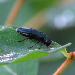 Agrilus cyanescens