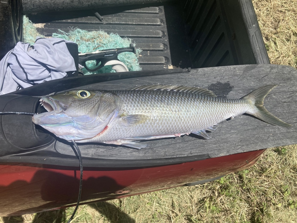 Green jobfish