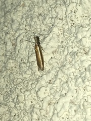 Pleurota aristella
