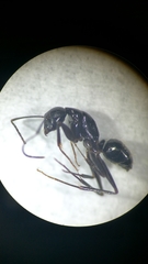 Camponotus aethiops