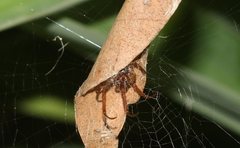 Phonognatha