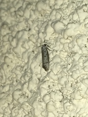 Ethmia terminella