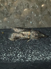 Acrobasis obliqua