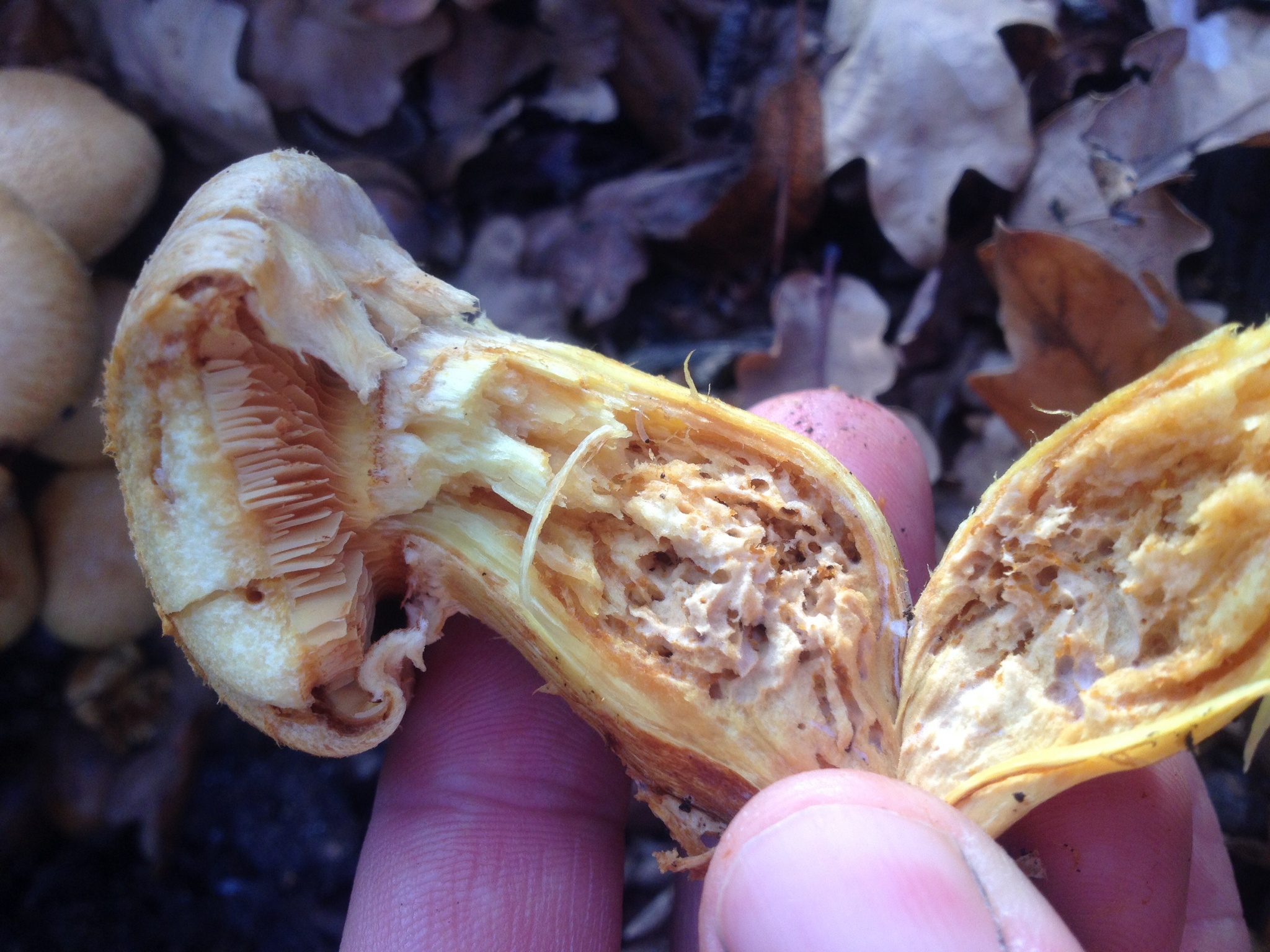 Gymnopilus junonius image