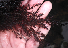 Odonthalia floccosa