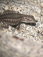 Sceloporus graciosus
