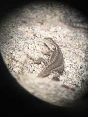 Sceloporus graciosus