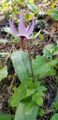 Erythronium hendersonii