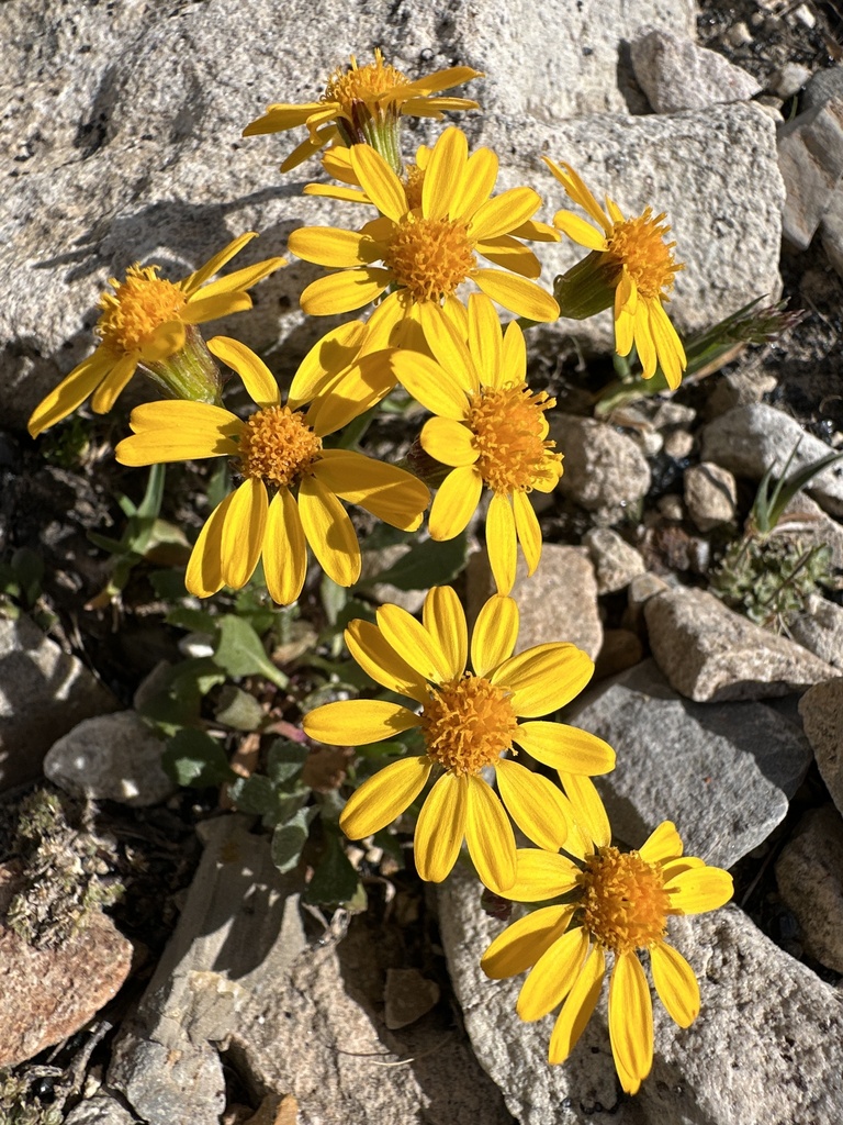 Senecio scaposus 3