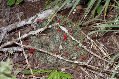 Mammillaria prolifera
