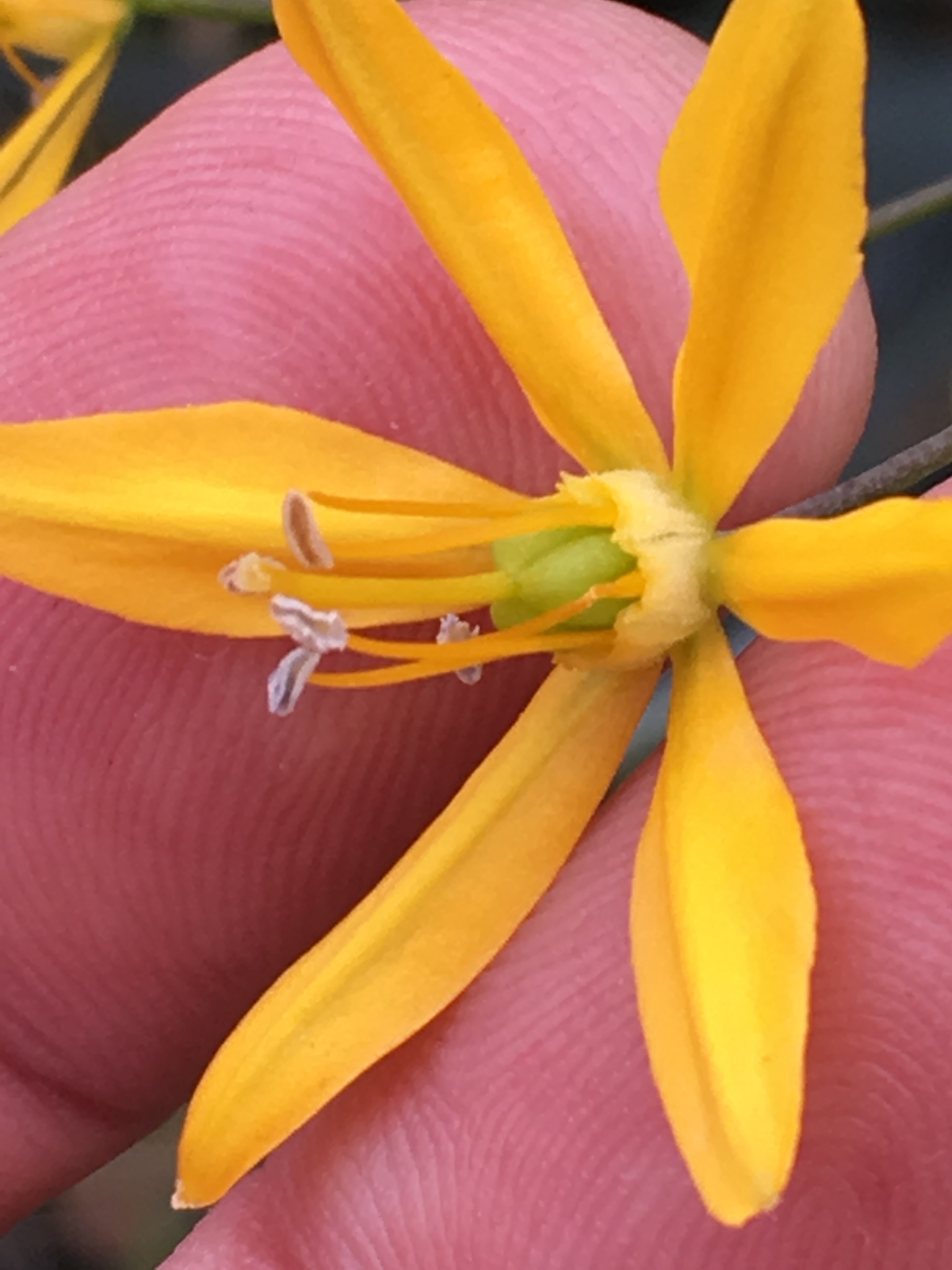 Bloomeria crocea var. crocea