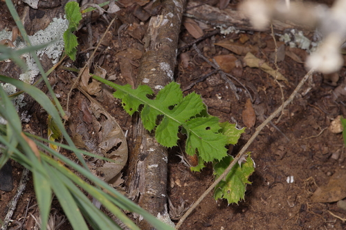 Image of Acourtia runcinata by (c) Michelle W. （鍾偉瑋）, some rights reserved (CC BY)