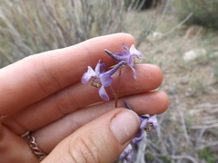 Delphinium parishii parishii