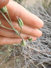 Delphinium parishii parishii