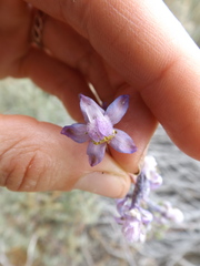 Delphinium parishii parishii