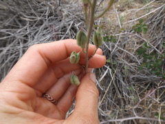 Delphinium parishii parishii