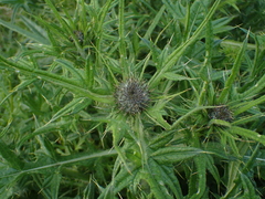 Cirsium vulgare