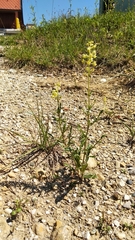 Reseda lutea