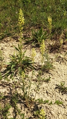 Reseda lutea