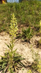 Reseda lutea