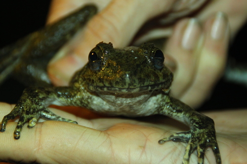 Dicroglossidae