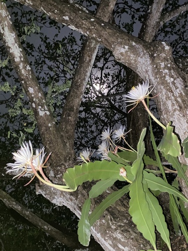 Foto de Cacto-orquídea