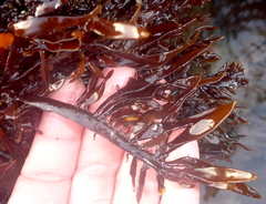 Prionitis lanceolata