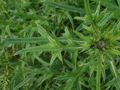 Cirsium vulgare