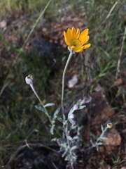 Eriophyllum lanatum integrifolium