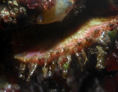 Placiphorella velata