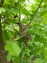 Malacosoma americana